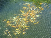 /album/koi/pludek-2013-1-jpg/