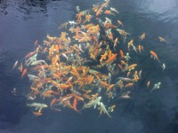 /album/koi/vylov-2013-1-jpg/