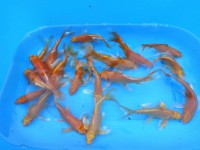 /album/koi/vylov-2013-3-jpg/