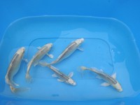 /album/koi/vylov-2013-4-jpg/