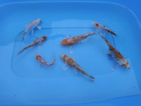 /album/koi/vylov-2013-6-jpg/