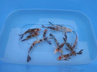 /album/koi/vylov-2013-8-jpg/