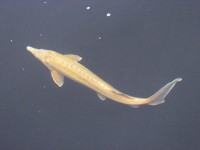 /album/jeseteri/alb01g-jpg/