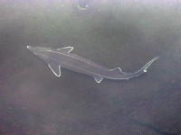 /album/jeseteri/maly01-jpg/