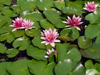 /album/fotogalerie/leknin-3-jpg/