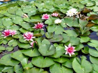 /album/fotogalerie/leknin-4-jpg/