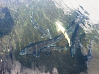 /album/jeseteri/jeseter-02-jpg/