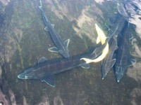 /album/jeseteri/jeseter-04-jpg/