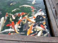 /album/bechovice/bechovice-05-jpg/